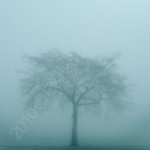 霧の中の一本の木