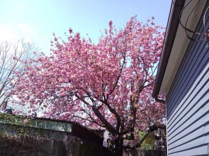 桜の花付きが100パーセントの2年前の5月です。