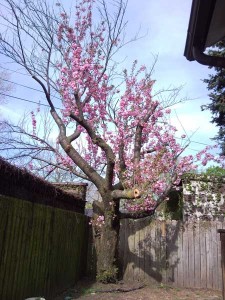 今年の桜。見ての通り寂しい。