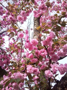 クローズアップの今年の桜。