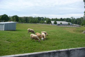 羊さんがフレンドリーなのどかな牧場でした。