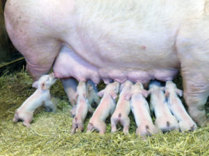 先月子供達と訪れたファームパークで出遭った子豚ちゃんたちとママ。双子を授乳してるときは、まさにこんなカンジ（笑）一人だけだともっと人間らしいけどね。