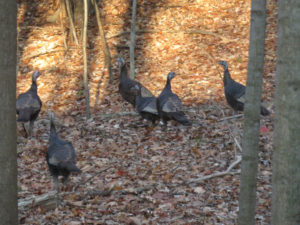 ちょっと前に我が家の庭に現れた野生の七面鳥。少なくても２０匹はいた群れでした。